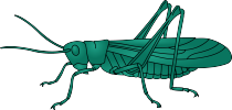 Heuschrecke