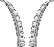 Steinbockhörner Steinbockhörner