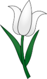 Tulpe