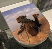 WC Deckel Kamele