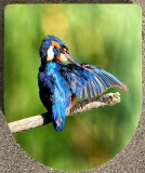 WC Deckel Vogel / Heinz Vonäsch Fotografie / vah.ch